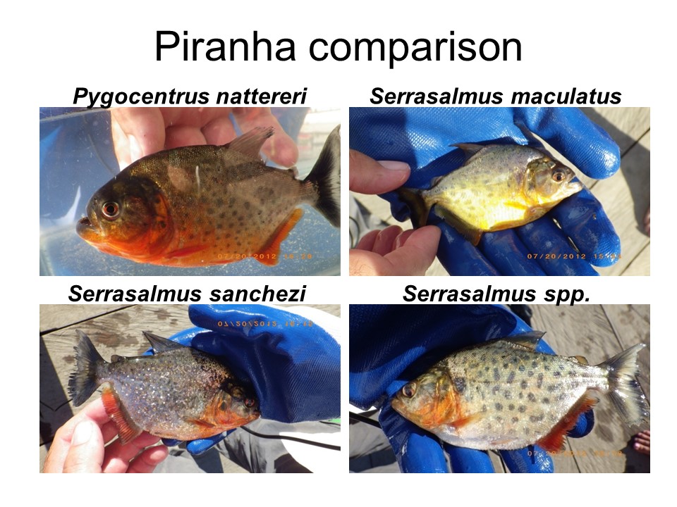 Piranha comparison